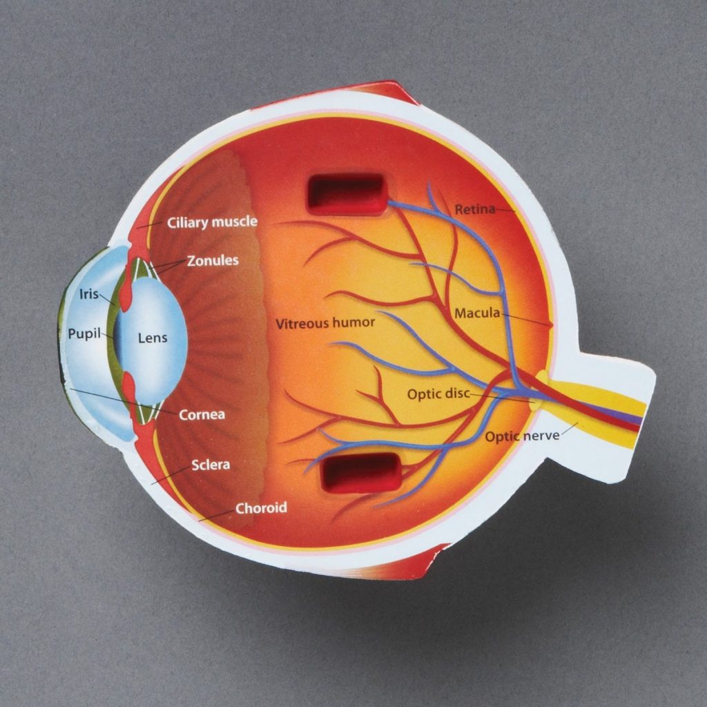 Modelo De Ojo De Sección Transversal De Espuma Suave - Ciencia Y Robótica